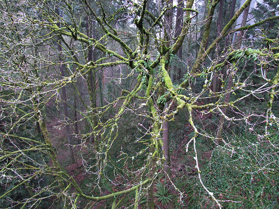 WinterWoods12