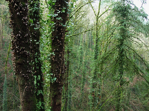 WinterWoods14
