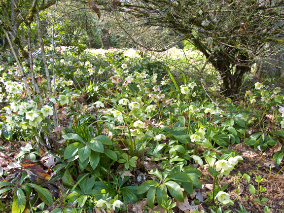 Bishops Close 008