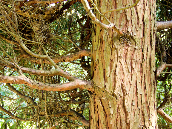 Bishops Close 003