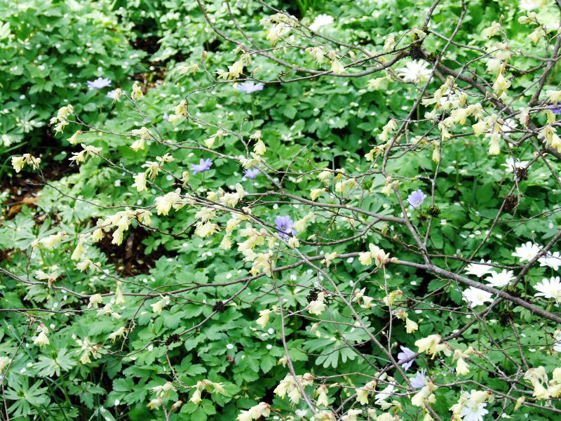 Bishops Close 016