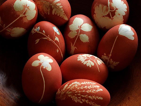 Egg5