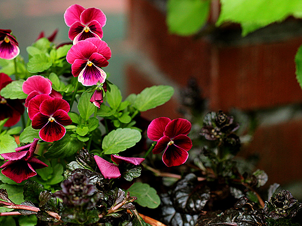 Pansy1