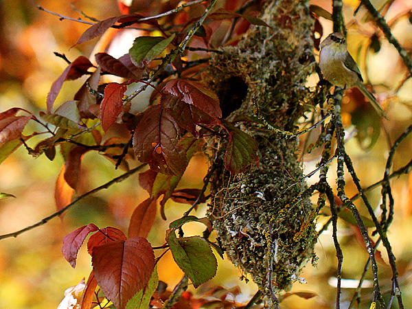Nest3a