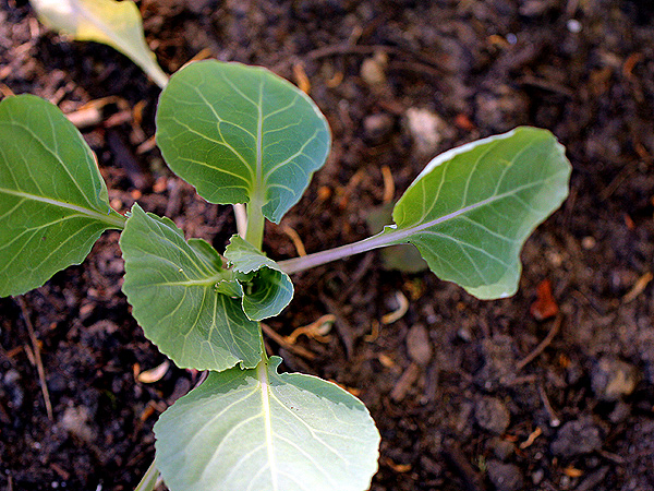 Cabbage1