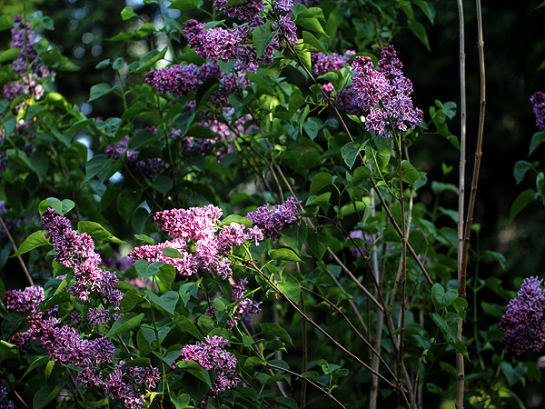 Lilac2