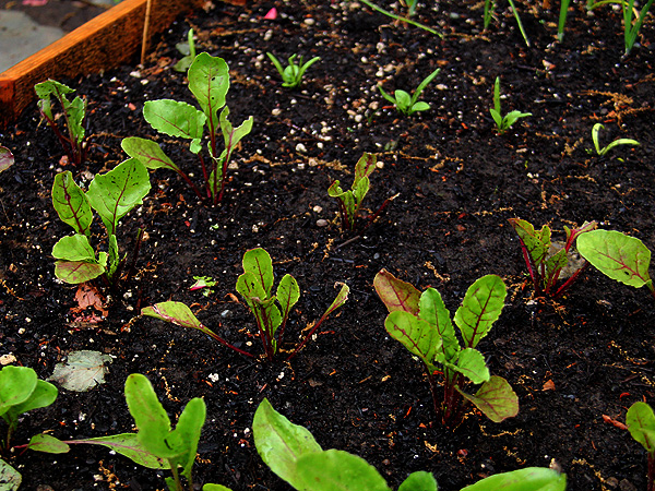 Beets2