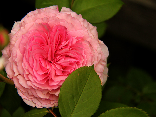 Rose2