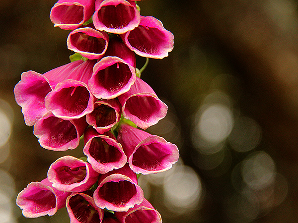 Foxglove1