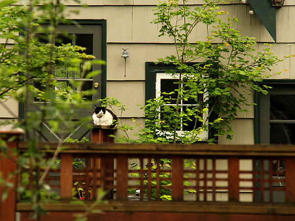 Kitters2