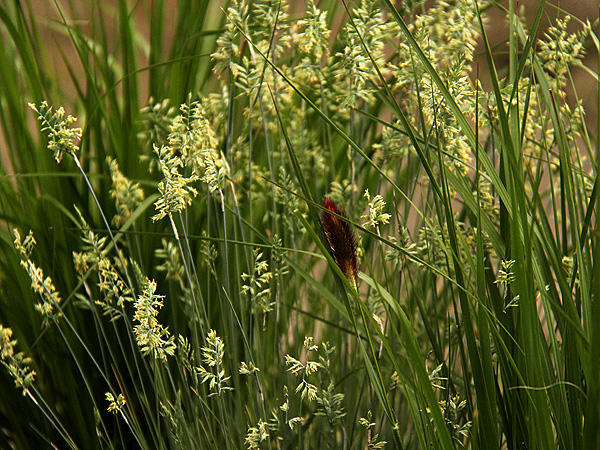 Grass2