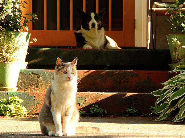 Pets3