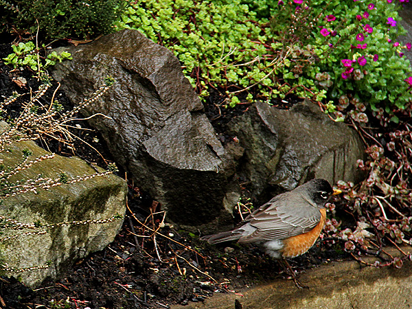 Bird6 Bird6