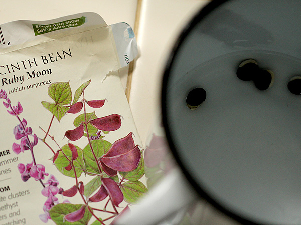 HyacinthBean1