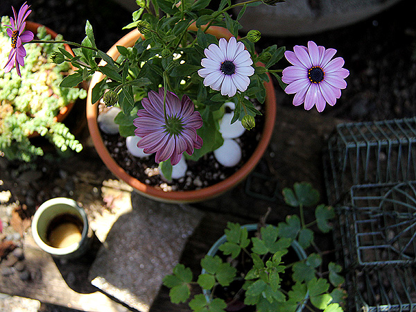 Garden1