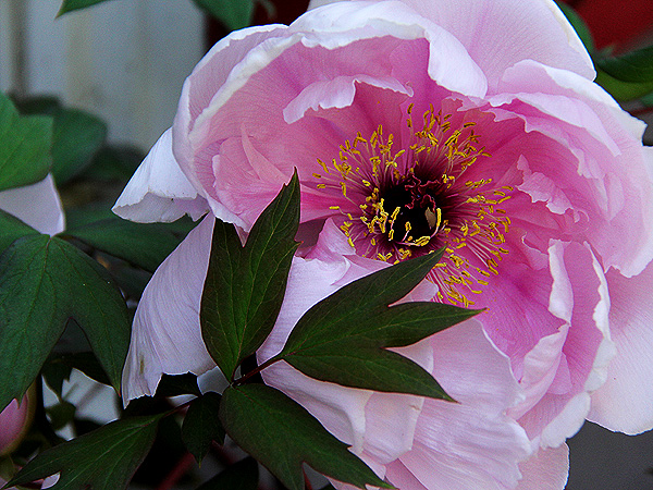 Peony1
