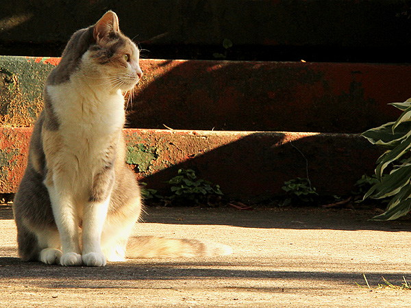Pets4