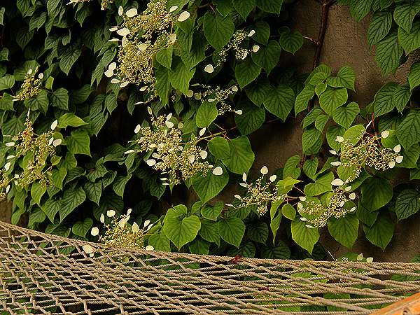 Wall1