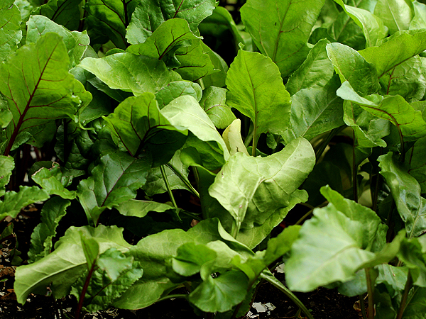 Beets1
