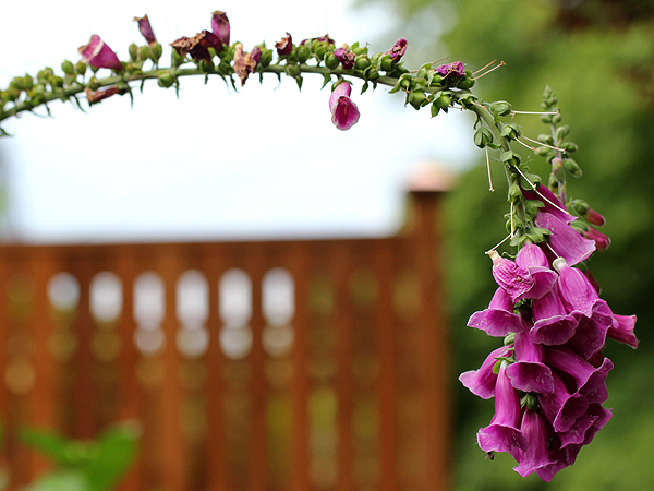 Foxglove1