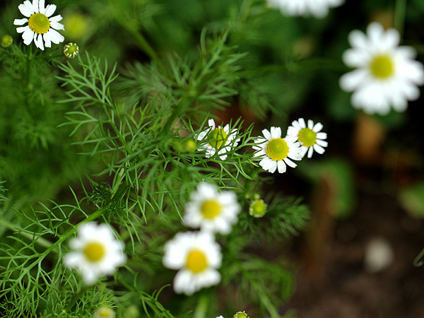 Chamomile