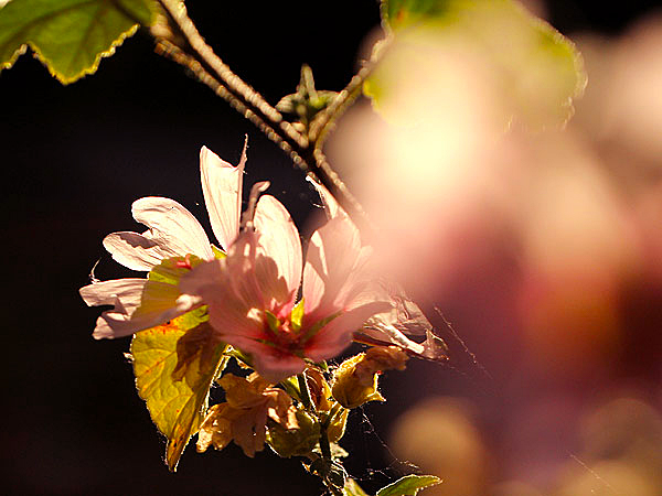 Mallow1