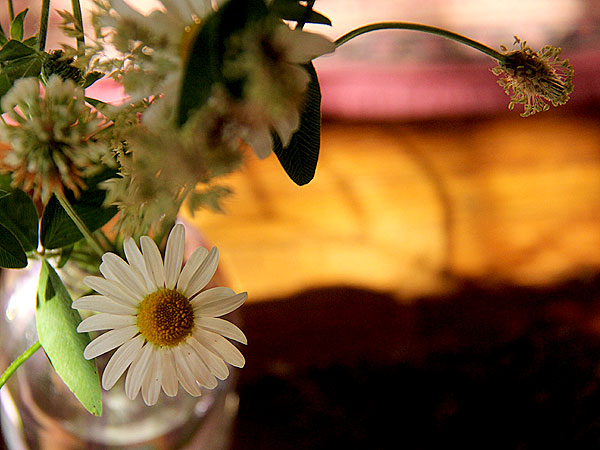 Wildflowers1
