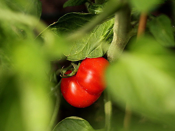 Garden4