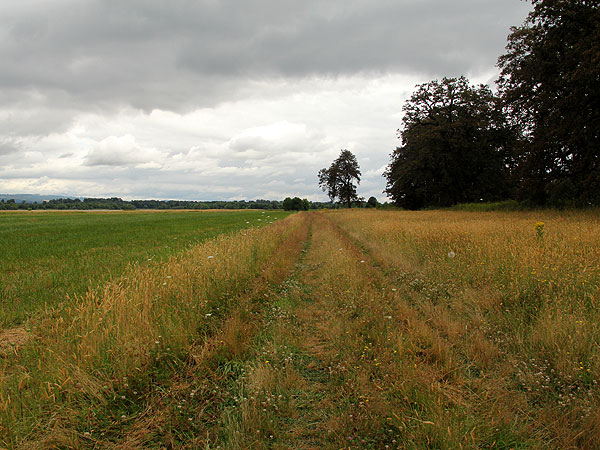 Walk30 Walk30