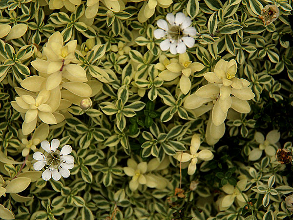 Flowers2