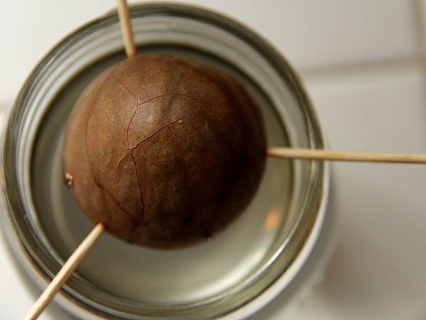 Avocado1