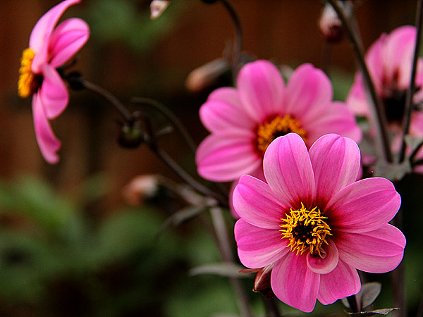 Flowers3