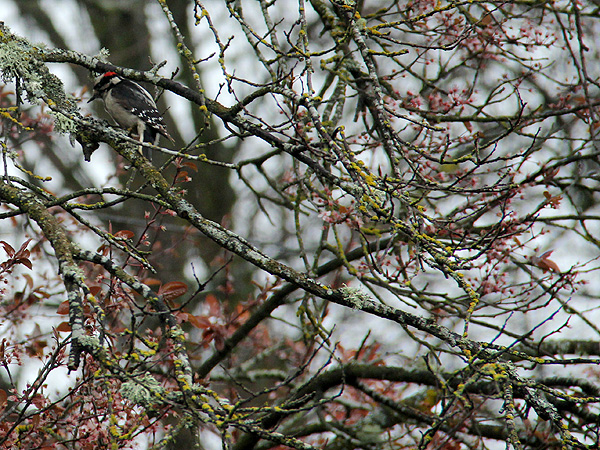 Bird2 Bird2
