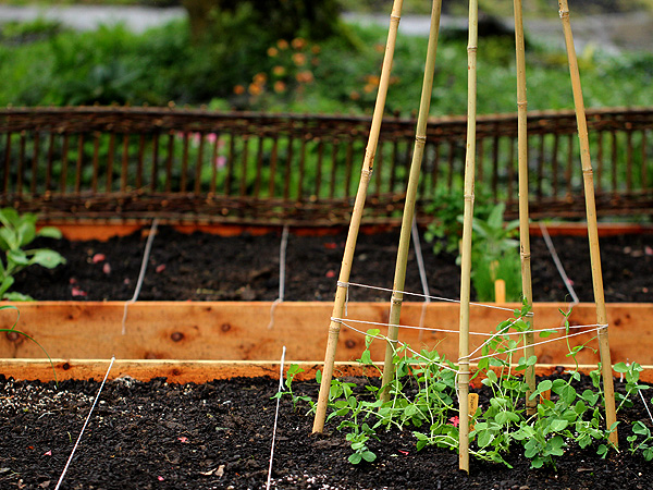 Garden8