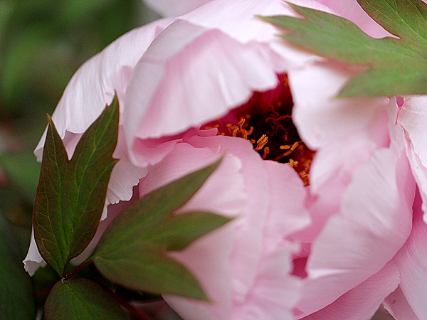 Peony1