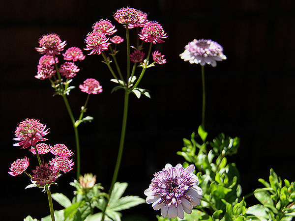 Astrantia2