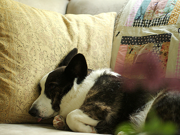 Doggie1