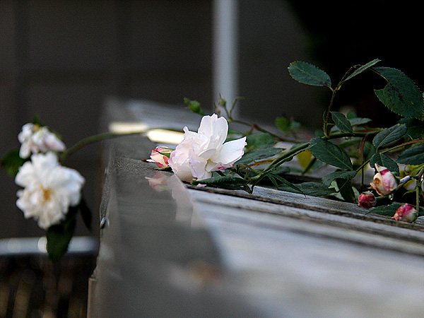 Roses1