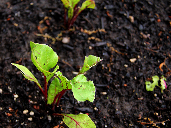 Beets1