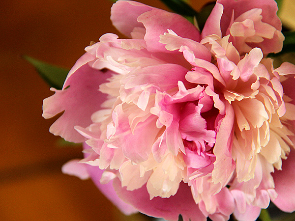 Peony3