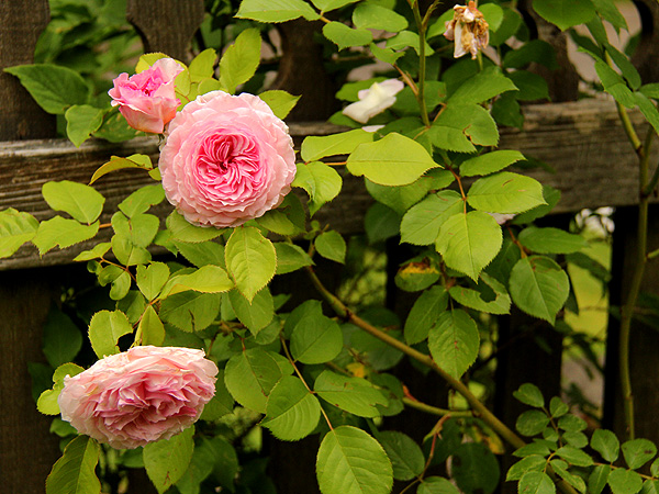 Rose1