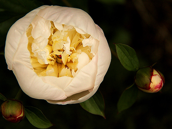 Peony4