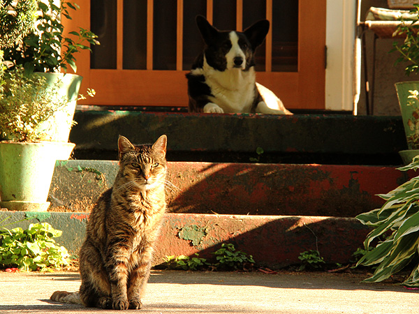 Pets1