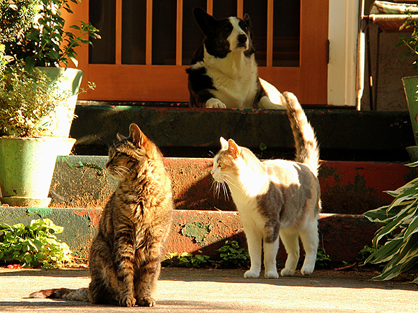 Pets2