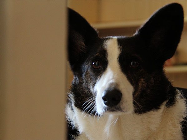Doggie2