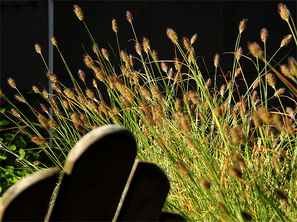 Grass1