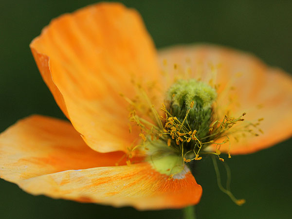 Poppy1