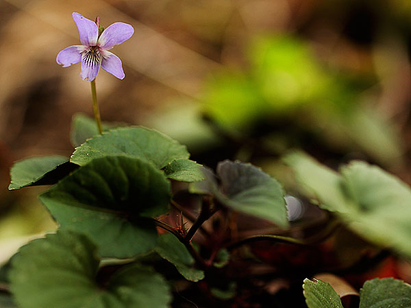 Violet