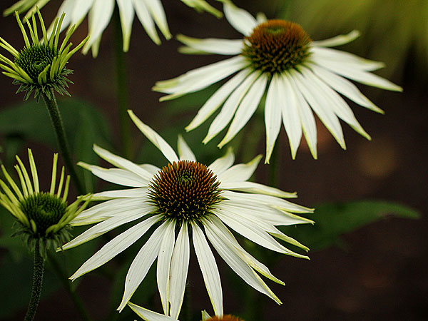 Garden5