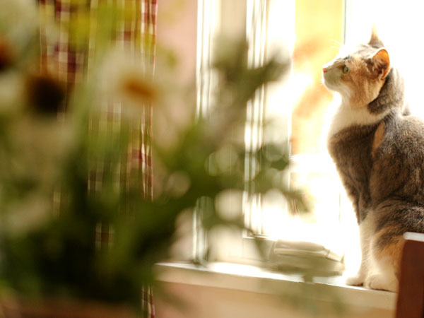 Kitters1